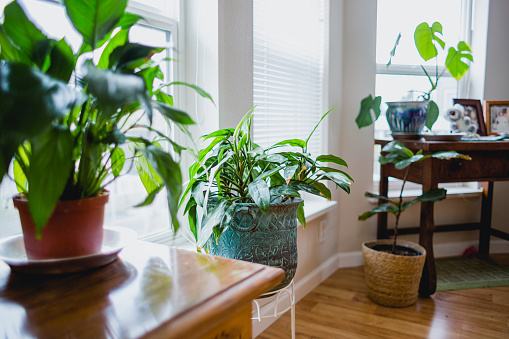 Healthy and beautiful indoor house plants, photographed near a window in their residential environment.