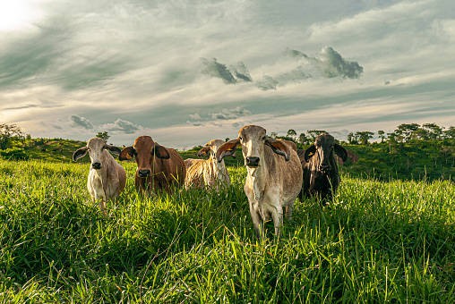 Grupo de vacas en el campo ganadero con nubes durante el amanecer photo