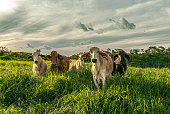 Group of cows in the livestock farm field with clouds during the sunrise