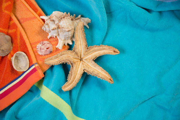 Vacation Holiday at the beach collecting sea shells.