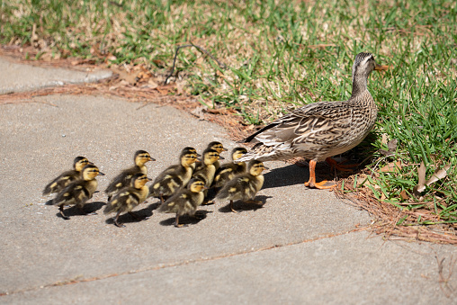 Mother Duck and Babies