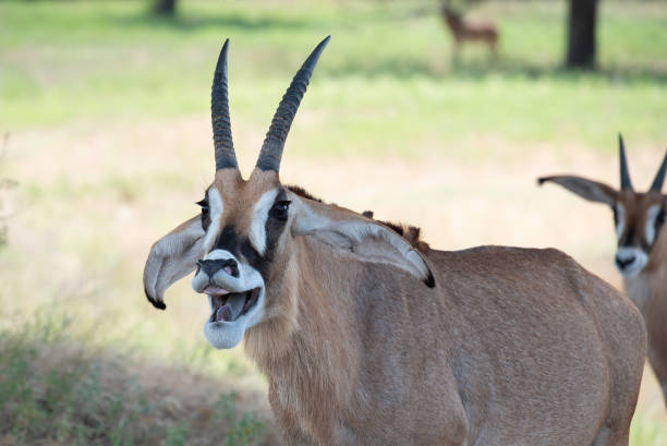 Wild Animals on Safari