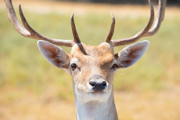 istock Wild Animals on Safari 1392829636