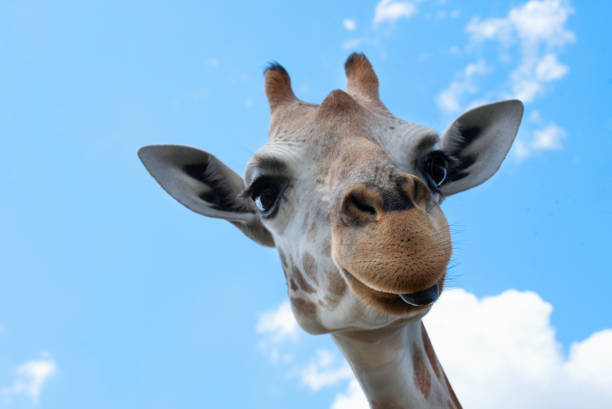 istock Wild Animals on Safari 1392829644