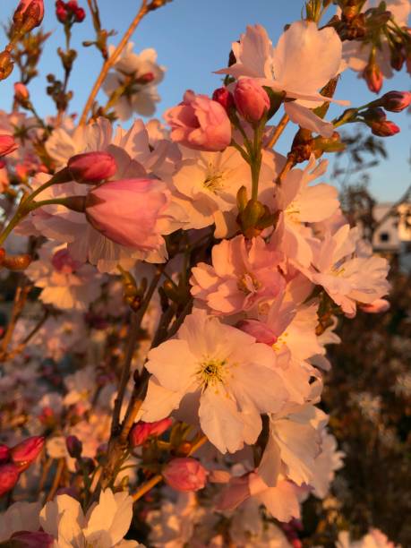flowering shrub in the evening sun - spring vertical cherry blossom color image imagens e fotografias de stock