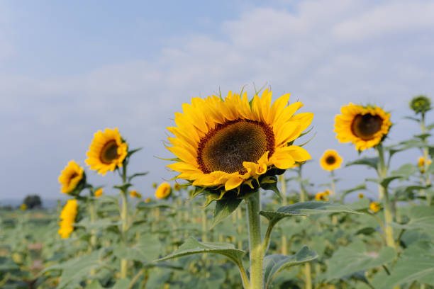 istock Wonderful panoramic view field of sunflowers 1392833865