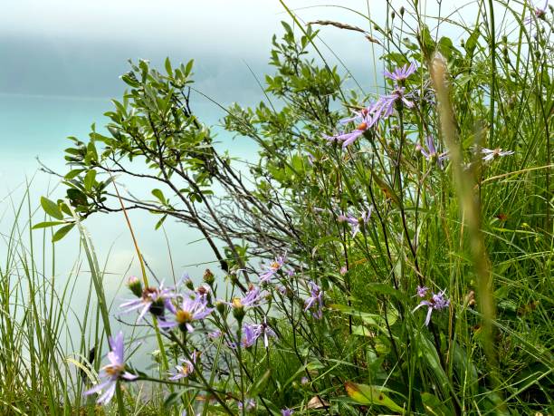 istock Bellflowers/Campanula blossom on a lakeside 1392834770
