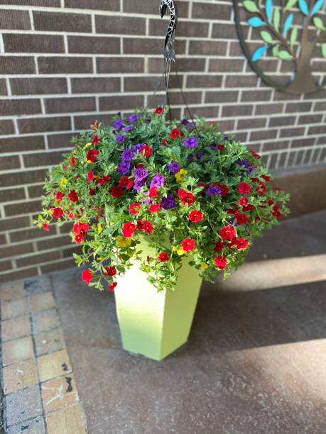 istock Purple and red Petunia 1392835276