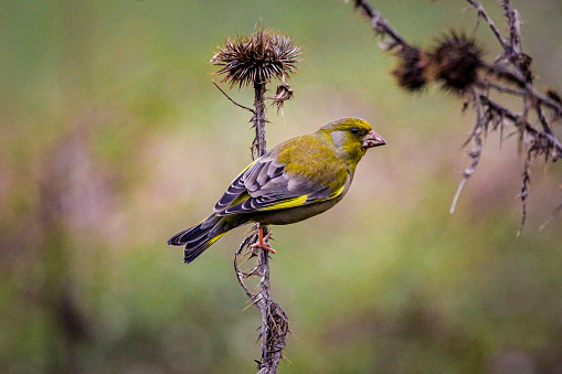 European greenfinch - (Carduelis chloris)