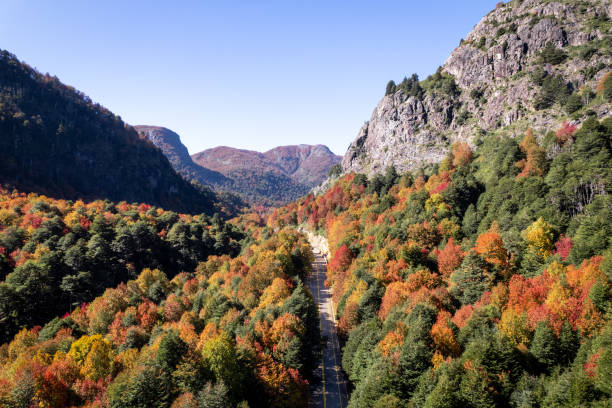 istock Road crossing an autumn forest 1392836966
