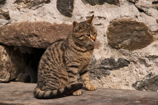 istock Tabby street cat 1392839626