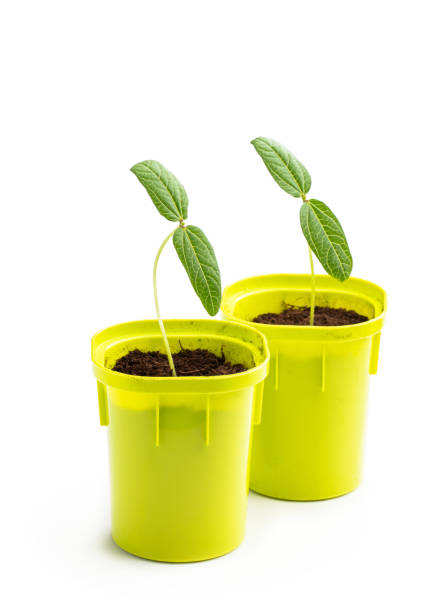 istock Young green sprouts seedling in small plastic pot 1392841896