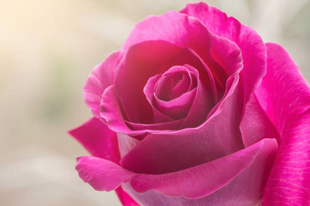 Pink rose on colorful background at sunset.