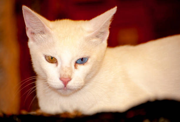 Unique Armenian Breed Van Cat (Heterochromia iridis), blue and yellowed eyes cat on a bed of carpet in Turkey. stock photo