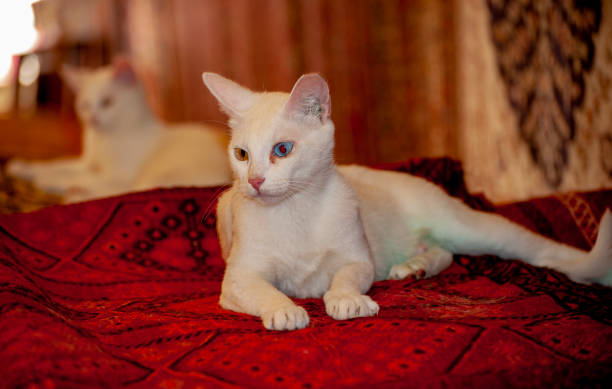 Unique Armenian Breed Van Cat (Heterochromia iridis), blue and yellowed eyes cat on a bed of carpet in Turkey. stock photo