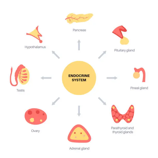 Endocrine System Work Flowchart Free endocrine system flow chart Vector Images & Graphics | FreeImages