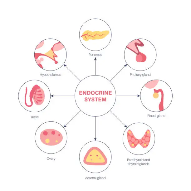 Endocrine System Work Flowchart Free endocrine system flow chart Vector Images & Graphics | FreeImages