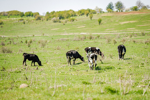 A black angus cow and calf graze on a green meadow. Agriculture, cattle breeding.