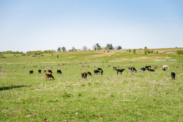 istock Cow herd grazing on a green meadow 1392848053