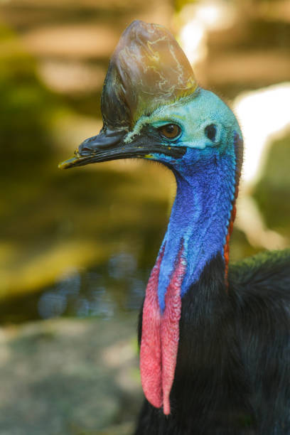 casuarius - beak bird blue cassowary foto e immagini stock