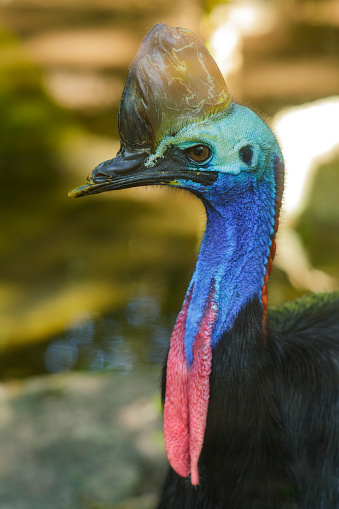 Casuarius bird with a horn on its head, an eccentric bird with many colors on its skin