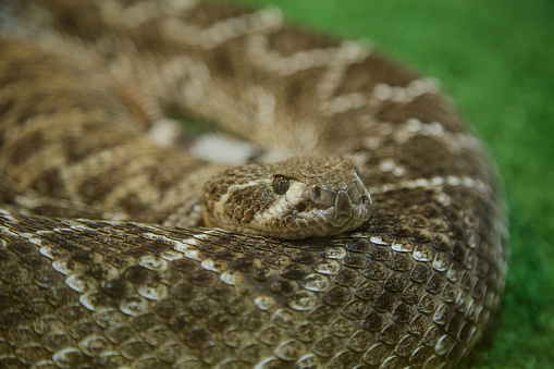 portrait of a rattlesnake alert to hunt