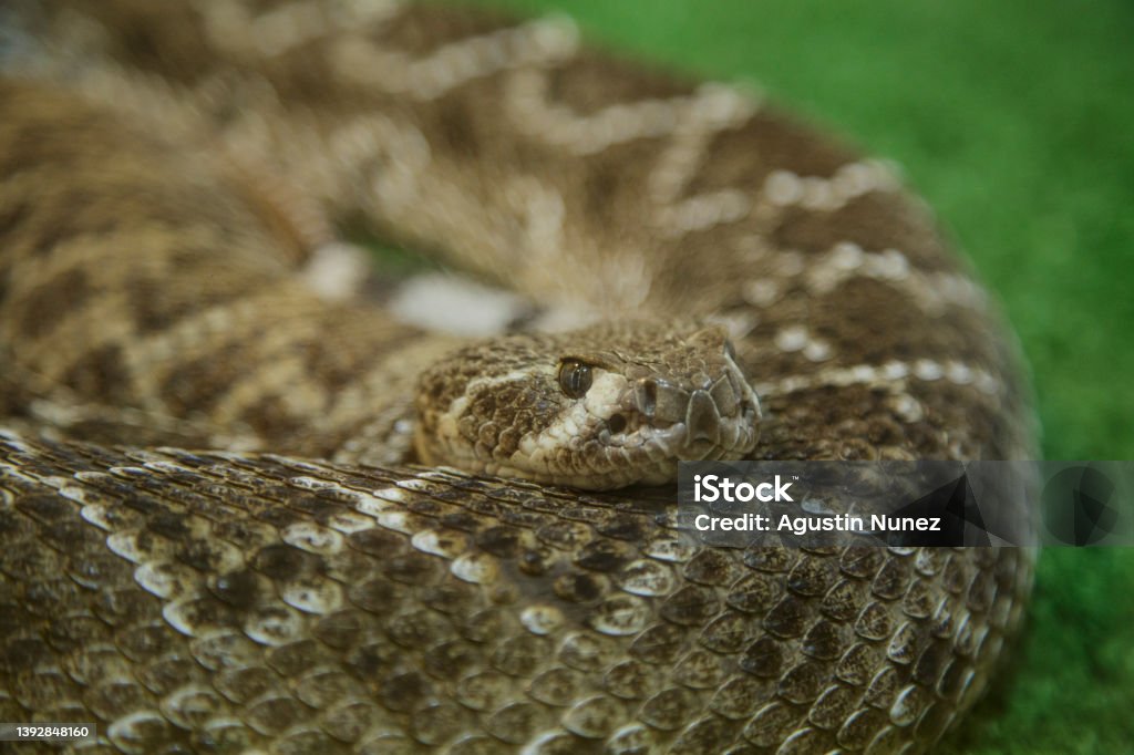 snake portrait of a rattlesnake alert to hunt Animal Stock Photo