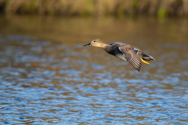 Handsome Drake Gadwall in Flight in Morning Sunlight