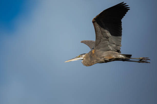 istock Great Blue Heron in Elegant Flight 1392850386