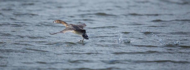 istock Pied-Billed Grebe on Take-Off Run 1392850408