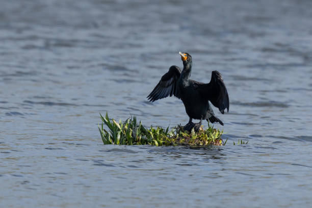 istock Double-Crested Cormorant Drying His Wings 1392850409