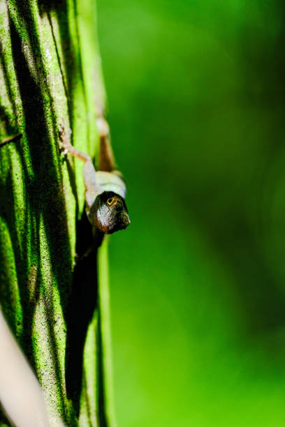 istock Anolis lizard climbing in the Dominican Republic 1392850558