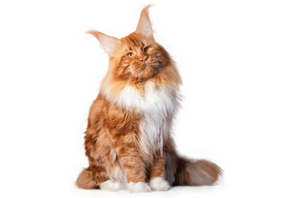 istock A big red and white maine coon kitten. 1392851362