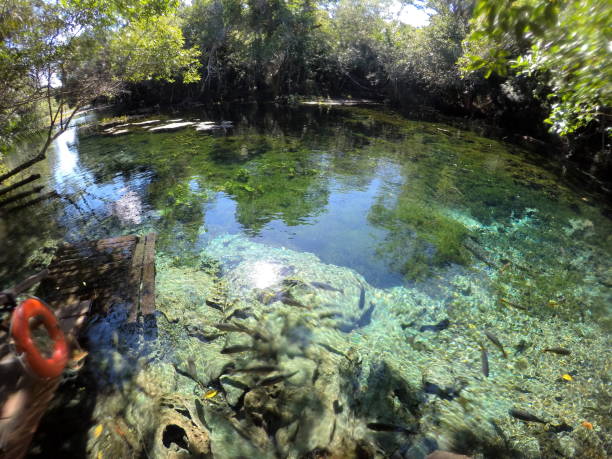 istock Anaconda River in Bonito/MS Brazil 1392855691