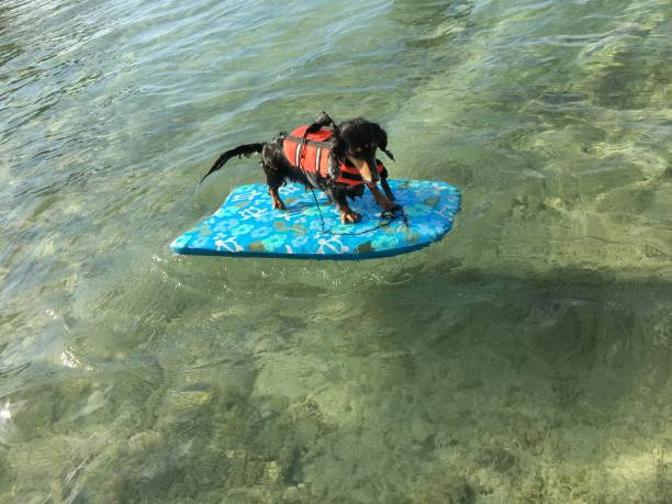 istock Ishigaki Island sea and dog 1392860883