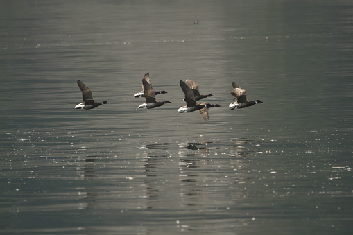 A flock of eight Brant (or Brent) Geese (Branta bernicla) flying together low over water in the Salish Sea between Port Angeles, WA, USA and Victoria, BC, Canada.