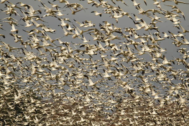 istock Flock of flying lesser Snow Geese blocking out the sky 1392862459