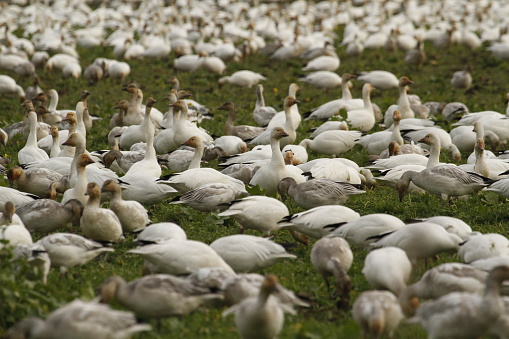 A flock of migrating lesser Snow Geese (Anser caerulescens). Taken on Westham Island near George C. Reifel Migratory Bird Sanctuary in BC, Canada.