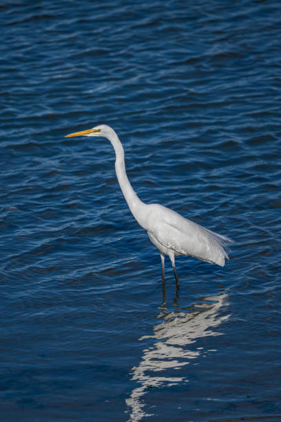 The great egret (Ardea alba), also known as the common egret, large egret, or great white egret or great white heron is a large, widely distributed egret. Bodega Bay, California. Ardea alba egretta.\