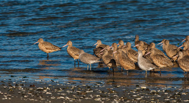 godwit marmurkowy (limosa fedoa) – gatunek dużego ptaka wędrownego z rodziny chronkowatych (scolopacidae).  bodega bay, kalifornia; charadriiformes, scolopacidae. - sandpiper willet godwit marbled godwit zdjęcia i obrazy z banku zdjęć