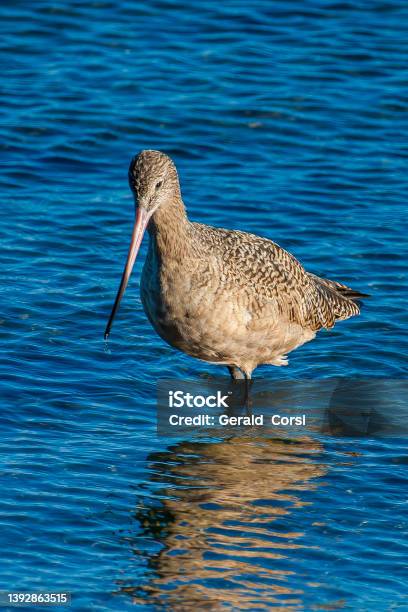 The Marbled Godwit Is A Large Migratory Shorebird In The Family Scolopacidae Bodega Bay California Charadriiformes Scolopacidae Stock Photo - Download Image Now