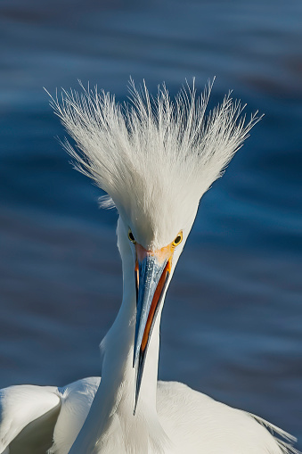 Snowy Egret, Egretta thula; Bodega Bay, California. Pelecaniformes. Ardeidae. displaying feathers.; Breeding Plumage.