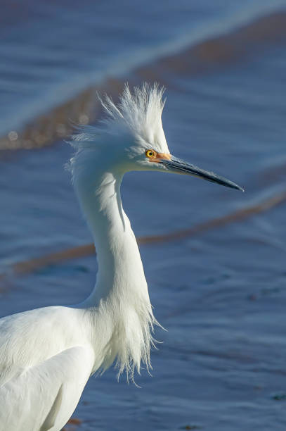 istock Snowy Egret, Egretta thula; Bodega Bay, California. Pelecaniformes. Ardeidae. displaying, feathers, Breeding Plumage. 1392863539