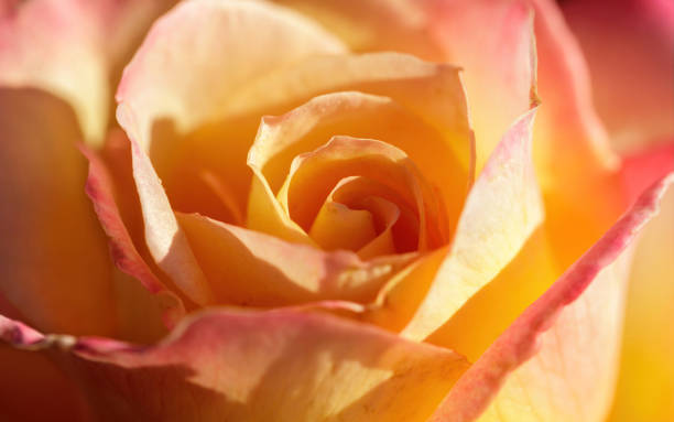 love and peace hybrid tea rose in bloom. san jose, california, usa. - hybrid tea rose imagens e fotografias de stock