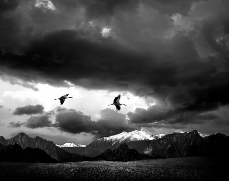 Conceptual black and white image of two storks flying over mountains and stormy sky