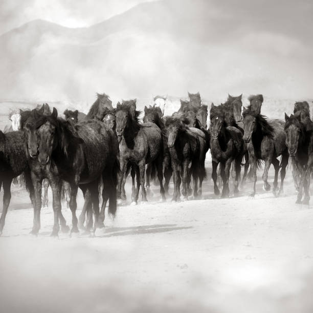 istock Herd of wild horses running in dramatic mountain range landscape 1392869457
