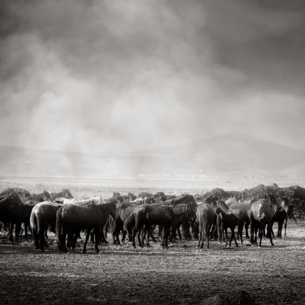 istock Herd of wild horses running in dramatic mountain range landscape 1392869459