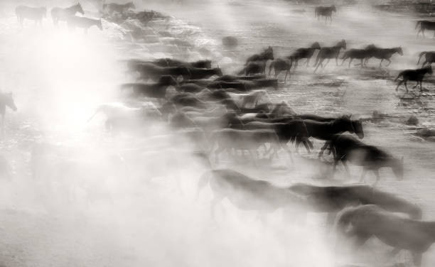 istock Herd of wild horses running in dramatic mountain range landscape 1392869468