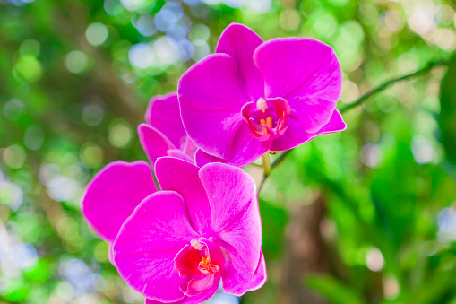 Delicate and beautiful tropical orchid flowers, Phalaenopsis orchid, Purple