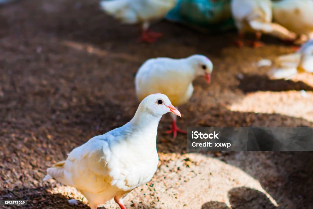 Alert white pigeon in poultry house Squab - Pigeon Meat Stock Photo